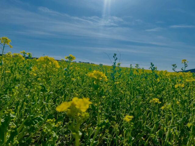 2026年2月28日 土曜日 天気 晴れ☀️

*

みなさまこんにちは
すっかり春の陽気ですね😊

*

🍡3月営業日のお知らせ🍡

◻︎3日 火曜日
ひな祭りの日も通常営業いたします
お祝いのお菓子にもぜひご利用くださいませ🎎

※4日 水曜日は定休日になります

*
それでは
よい週末をお過ごしください🌸🌸

#春風庵 #ひなまつり #天草 #いちご大福 #和菓子

**************************************
天草銘菓 春風庵（しゅんぷうあん）
〒869-3603 熊本県上天草市大矢野町中寺尾1486-6
TEL：0964-56-3957
e-mail：info@harukaze-an.com
URL：http://www.harukaze-an.com/
Facebook: https://www.facebook.com/harukazean/

**************************************